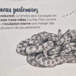 Sauver un peu de la beauté du monde