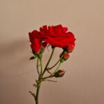 Invitée au Kink Study